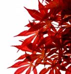 Beautiful Maple Leaves Stock Photo