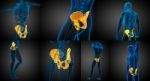 3d Rendering Medical Illustration Of The Pelvis Bone Stock Photo