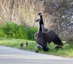 How Geese Defend Their Children Stock Photo