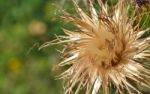 Thistle Stock Photo