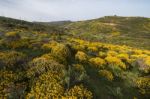 Landscape With Ulex Densus Shrubs Stock Photo