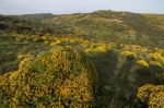 Landscape With Ulex Densus Shrubs Stock Photo