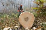 Lumberjack Stock Photo