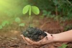 Plant In The Hand On Natural Background Stock Photo