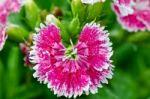 Pink Dianthus Flowers Filled With Dew Drops Stock Photo