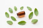 Holy Basil Essential Oil With  Fresh Leaves Stock Photo