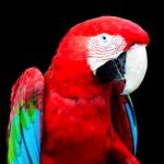 Greenwinged Macaw Stock Photo