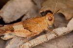 Blue-winged Grasshopper Stock Photo