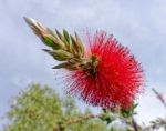 Bottlebrush Tree (callistemon) Flowering In Sardinia Stock Photo