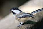 Beautiful Isolated Image Of A Cute Black-capped Chickadee Bird Stock Photo