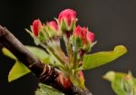 Budding Apple Stock Photo