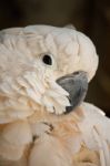 Salmon-crested Cockatoo Stock Photo