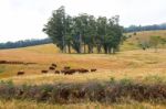 Country Cows Stock Photo