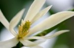 
White Chempaka White Bloom On The Beautiful Aroma Stock Photo