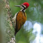 Greater Flameback Stock Photo