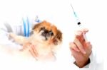 Dog Healthcare: Vaccination Stock Photo