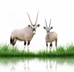 Oryx Stock Photo