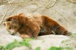 Brown Bear Cub Stock Photo