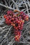 Grapes Stock Photo