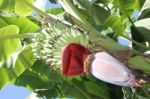 Banana Blossom Stock Photo