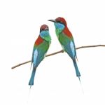 Blue-throated Bee-eater Stock Photo