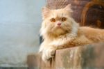 Brown Persian Cat Sitting On Concrete Floor Stock Photo