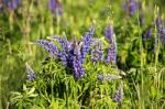 Lupinus, Lupin, Lupine Field With Blue Flowers Stock Photo