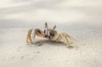 Sea Crab On White Sand Beach Stock Photo