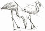 Sketch  Illustration Of Flamingos Stock Photo