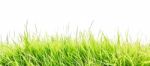 Fresh Spring Green Grass Panorama Isolated On White Background Stock Photo