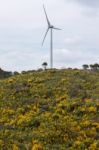 Spring Algarve Landscape Flora Stock Photo