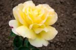 Yellow Rose ( Peace) Hybid T Stock Photo