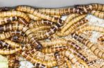 Meal Worms Stock Photo