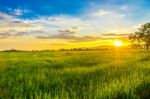 Landscape Of Cornfield And Green Field With Sunset On The Farm Stock Photo