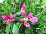 Rhododendron-flowers,in Park Stock Photo