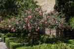 Pink Hibiscus Shrub Flowering Profusely In Malaga Stock Photo