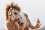 Close Up Head Shot Of White Horse With Beautiful Rim Light Against White Background Stock Photo