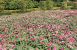 Cultivating Gerbera In Garden Stock Photo