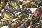 Sea Crabs Stock Photo