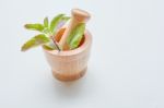 Holy Basil  In Wooden Mortar On White Background Stock Photo