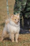 Training Dogs Of War Stock Photo