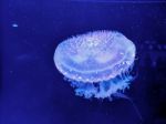 Glowing Jellyfish Under Dark Water Stock Photo