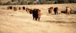 Cute Cows In The Countryside During The Day Stock Photo