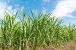 Sugarcane And Blue Sky Background Stock Photo