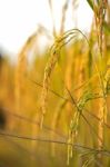 Rice Field Stock Photo