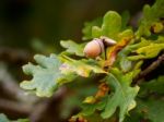 Acorn On An Oak Tree Ready To Drop Stock Photo