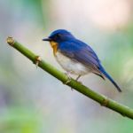 Tickell's Blue Flycatcher Stock Photo