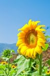 Sunflower Stock Photo