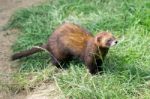 European Polecat (mustela Putorius) Stock Photo