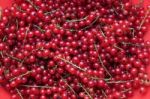 Red Currant Stock Photo